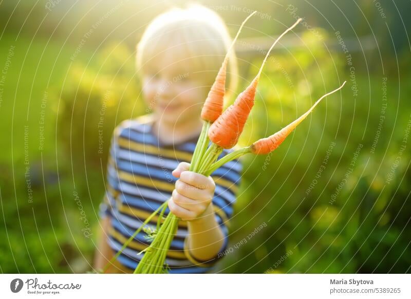 Glücklicher kleiner Junge hilft Familie bei der Ernte von organischem, selbst angebautem Gemüse im Hinterhof eines Bauernhofs. Kind hält Bündel von frischen Karotten und Spaß haben. Gesundes vegetarisches Essen. Lokales Geschäft.