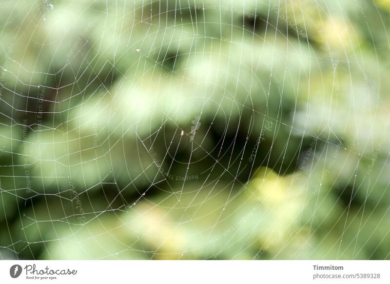 Zarte Falle Spinnennetz dünn zart Natur Außenaufnahme Farbfoto Nahaufnahme Schwache Tiefenschärfe Netz Gebüsch Insekt Beute grün