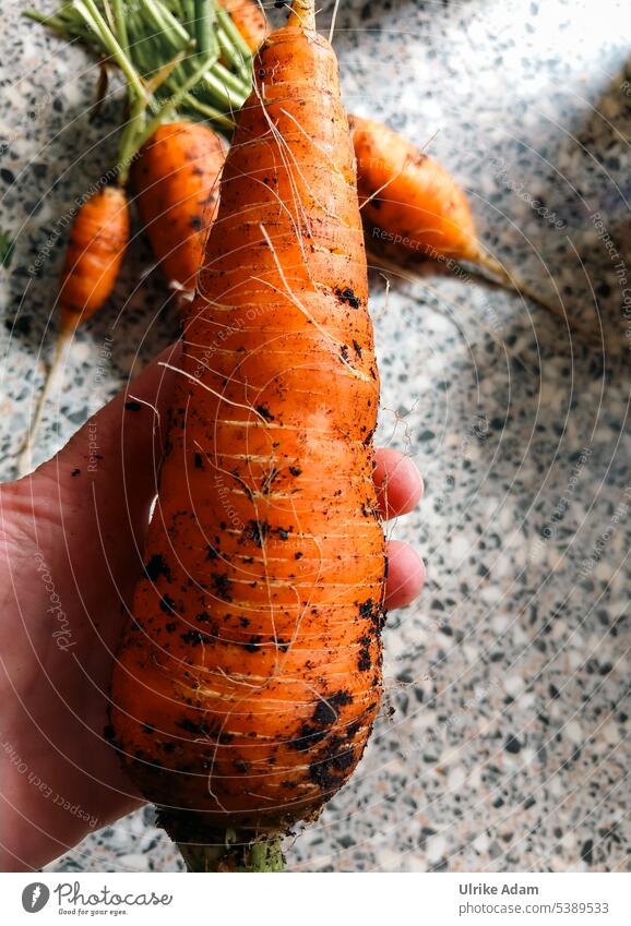 Riesen Möhren-Ernte Hochbeet riesig orange Gemüse Garten frisch Bioprodukte Selbstversorger Gesundheit Vegetarische Ernährung natürlich lecker gesund