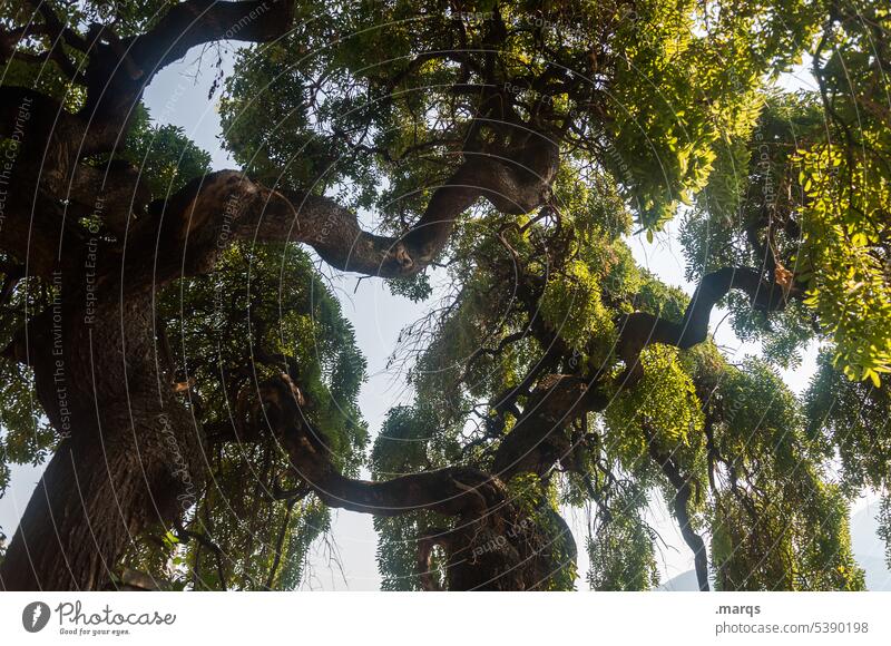 Knorriger Baum knorrig Wachstum Blatt Umwelt Natur alt grün Baumstamm groß mächtig Himmel Perspektive Zweige u. Äste Ulme