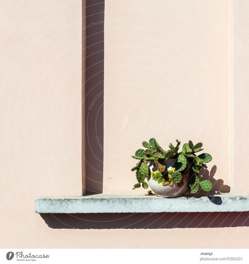 Kaktus klein Blumentopf Dekoration & Verzierung grün Sommer Stimmung Kakteen Botanik Hauswand Sonnenlicht Schatten Fensterbrett Fenstersims