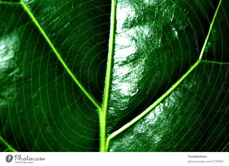 Grüne Phase 2 Blatt grün Photosynthese Pflanze glänzend Gefäße Makroaufnahme Nahaufnahme Lampe