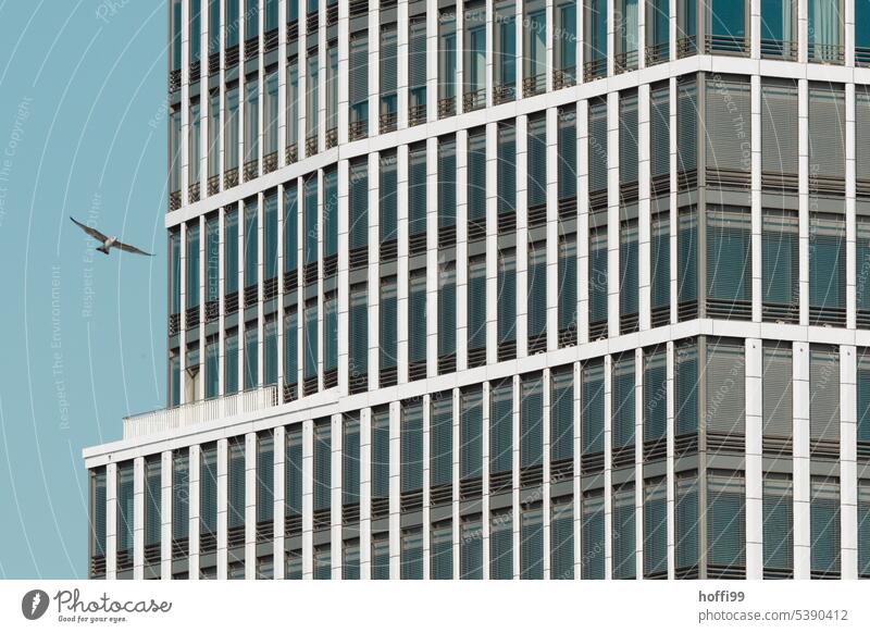 Möwe vor abstrakt kühler Hochhausfassade Bürogebäude Freiheitsdrang Vogel fliegen Glasfassade Fenster Moderne Architektur Flügel Jalousien Fassade blau Gebäude