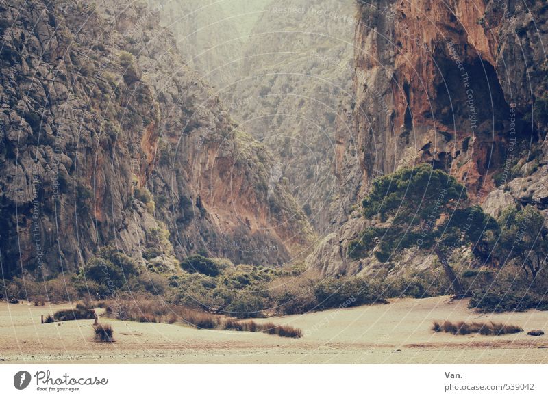 Sindbad lässt grüßen Ferien & Urlaub & Reisen wandern Natur Landschaft Pflanze Erde Sand Frühling Baum Sträucher Felsen Berge u. Gebirge Schlucht Mallorca