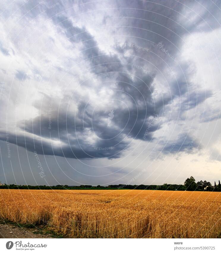 Eine unbefestigte Straße führt an bunten Getreidefeldern vorbei bis zum Horizont, während sich am Himmel dunkle Gewitterwolken sammeln blüht Flandernmohn