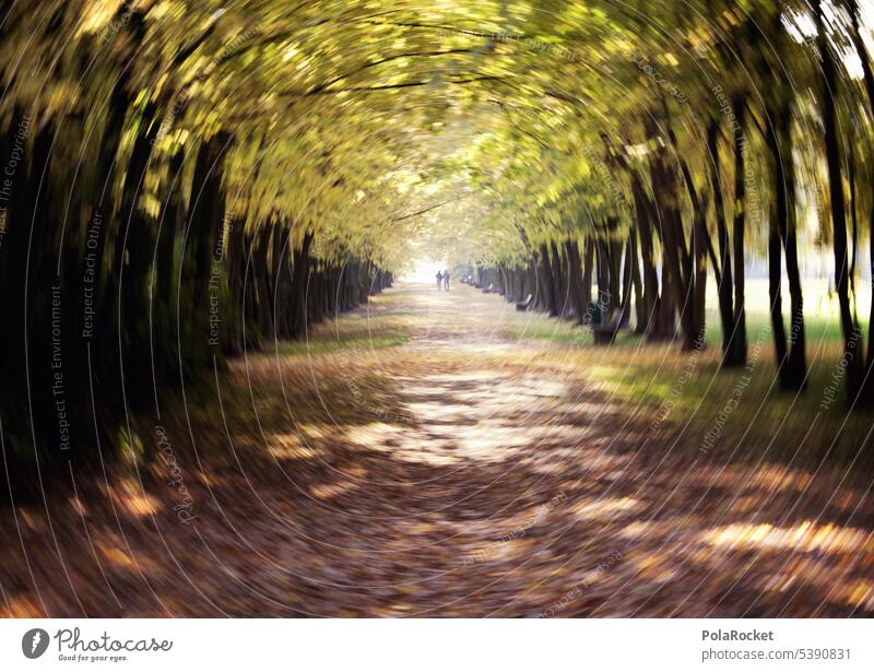 #A0# Herbstwald Wald Allee Baumallee herbstlich Herbstlaub draußen Spaziergang Kreislauf Kreislaufbeschwerden Schwindelgefühl schwindelig