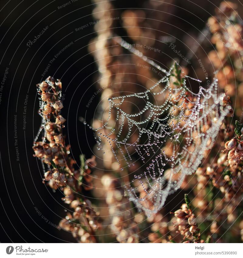 Launen der Natur | verblühtes Heidekraut verziert mit edlen Tauperlen am Spinnennetz Pflanze Erika Herbst Tautropfen Spinngewebe Wassertropfen Tropfen nass