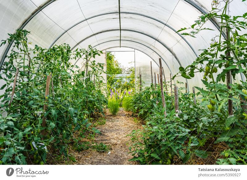 Tomatensträucher wachsen in einem ländlichen Gewächshaus im Hinterhof eines Dorfhauses Land Sträucher Gemüse wachsend Feldfrüchte Ackerbau Bauernhof Landschaft