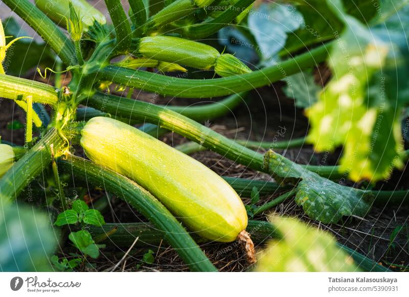 Strauch junger Zucchinimarken im Garten Ernte Kürbis weiß grün Gemüse Sommer Bauernhof Ackerbau organisch hausgemacht frisch Cucurbita pepo Überfluss