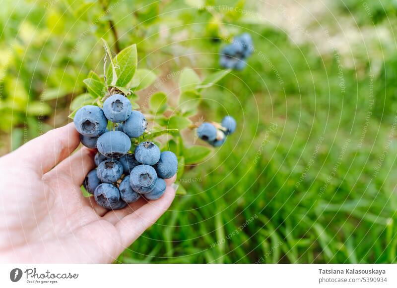 Die Hand einer Frau hält einen Zweig mit Blaubeeren in einem Obstgarten Trauben Buchse Frucht Ernte reif Halt Beteiligung frisch Sommer Bauernhof Baum