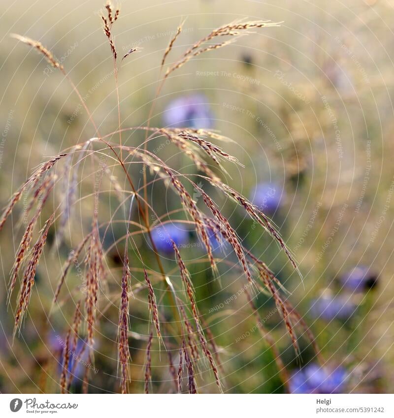 Grashalme mit Samenbildung in einem Kornfeld, im Hintergrund unscharfe Kornblumen Grassamen Sommer Natur Pflanze Außenaufnahme Farbfoto Umwelt Nahaufnahme