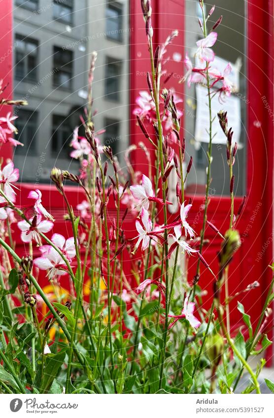 Stadtbegrünung | Prachtkerze vor roter Haustür Staude urban Sommerblume Hauseingang Fenster Spiegelung Hausfassade Blüten Gebäude Außenaufnahme Pflanze Fassade