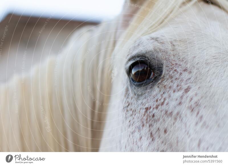 Up Close Porträt des weißen Pferdes mit Reflexion im Auge Tier im Freien Bauernhof braun ländlich Ackerbau Kopf Gesicht Rahmen Natur Makro Nahaufnahme Unschärfe