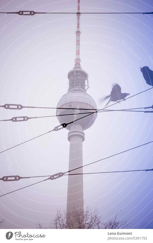 Berliner Fernsehturm mit Vögeln Alexanderplatz Berlin-Mitte Hauptstadt Architektur Himmel Sightseeing Sehenswürdigkeit Stadtzentrum Tourismus Deutschland
