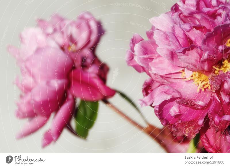 Rosa Pfingstrosen Blumen rosa Blumen Garten Blütenblätter blüht Blütezeit Unschärfe frisch Natur Wachstum abschließen weiß