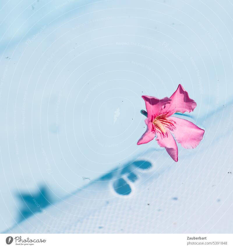 Rosa Blüte treibt im hellblauen Wasser eines Pools und wirft einen Schatten rosa treiben türkis Sonne Urlaub Erholung Entspannung baden ruhen Schwimmen & Baden