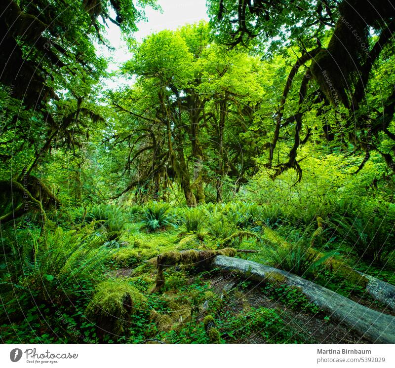 Atemberaubende Mooshalle im Hoh-Regenwald hoh Saal Halle der Moose Landschaft Umwelt Baum Natur grün Spanisch Wald Laubwerk üppig (Wuchs) Wälder Holz Farne
