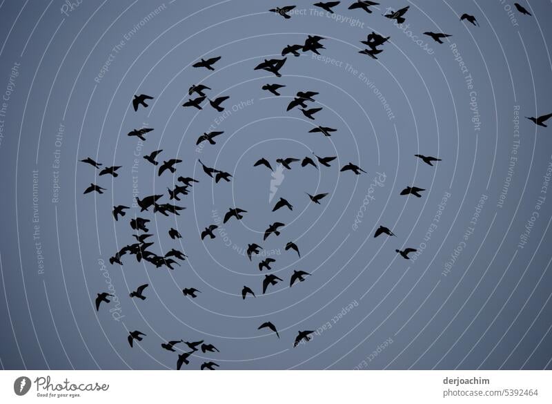 Gemeinsame Flugzeit in Queensland Vögel fliegen Tier Wildtier Schwarm Flügel Vogelschwarm Natur Freiheit Außenaufnahme Himmel Bewegung Vogelflug Luft viele