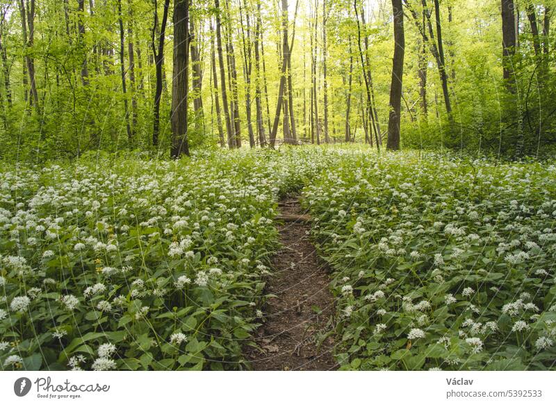 Der Wald ist in den Frühlingsmonaten mit weiß blühendem Bärlauch, Allium ursinum, bedeckt. Die weißen Blüten verleihen dem Wald eine übernatürliche Qualität