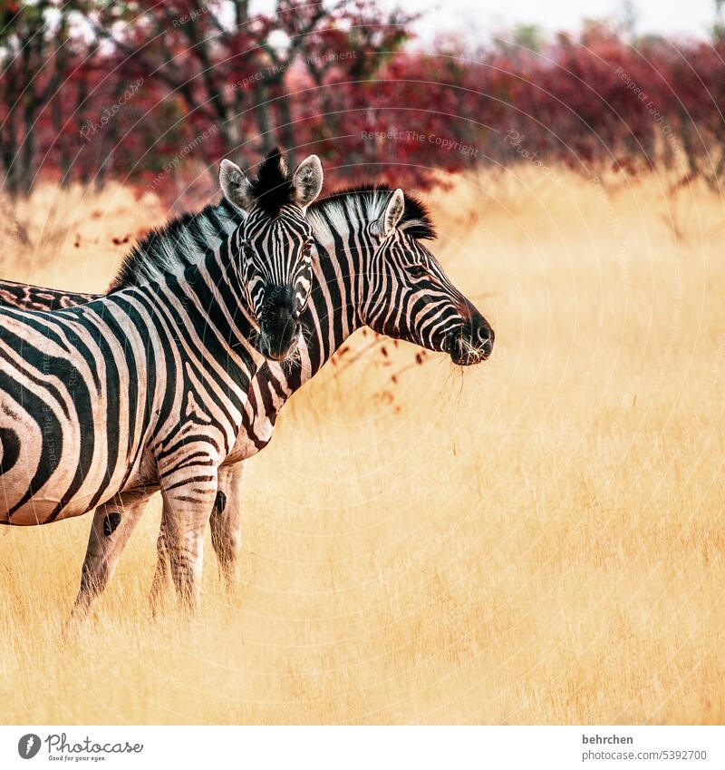 ein hingucker Gras Umwelt Tierschutz Tierliebe Zebrastreifen beeindruckend Abenteuer besonders Freiheit Natur Ferien & Urlaub & Reisen Landschaft Namibia Afrika