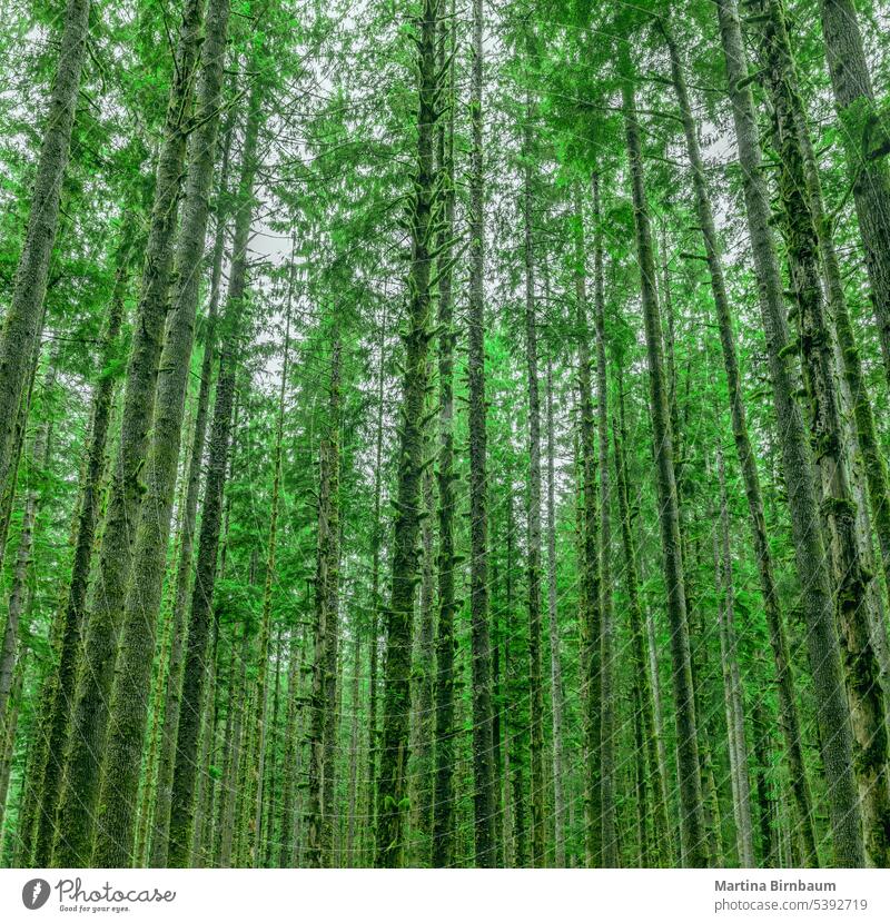Grüne Energie im Hoh-Regenwald, üppig grüne Bäume und Farne Umweltschutz Erhaltung hoh Saal Halle der Moose Landschaft Baum Natur Spanisch Wald Laubwerk