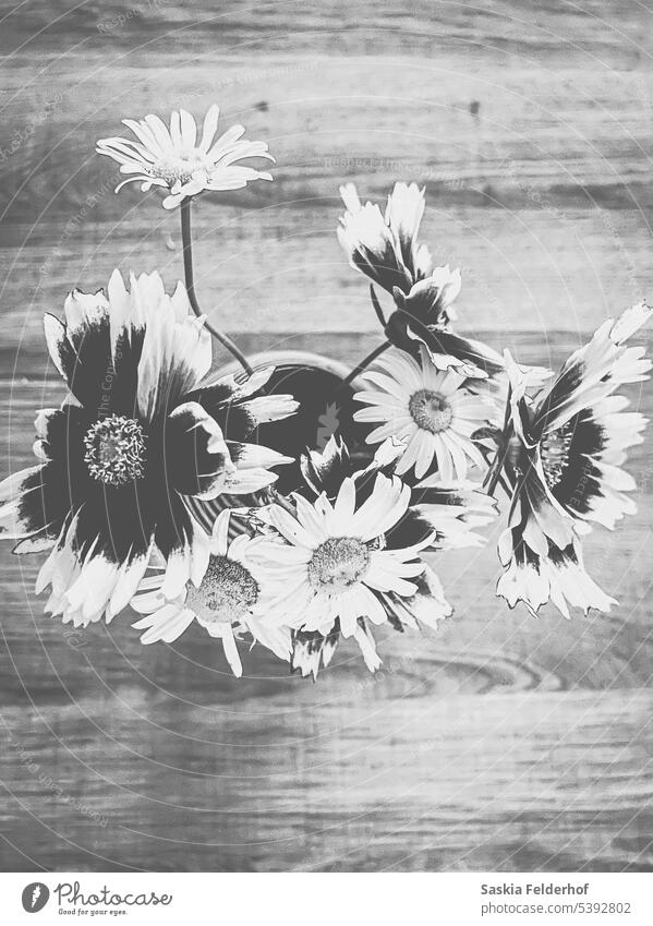 Eine Vase mit Wildblumen Blumen schwarz auf weiß Gänseblümchen Natur frisch organisch im Innenbereich Bouqet flache Verlegung Kontrast Holz Tisch Garten