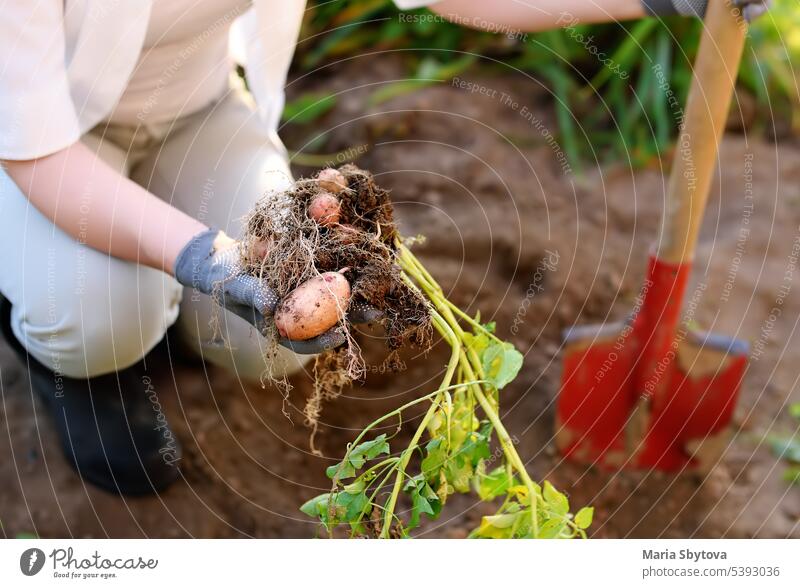 Eine Frau mit Stiefeln gräbt in ihrem Garten Kartoffeln aus. Knolle Gartenarbeit saisonbedingt yam schaufeln Graben Schmutz Schaufeln zeigen Fuß Arbeit Ernte