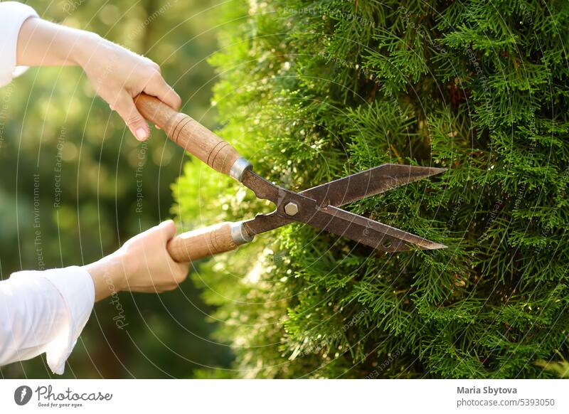 Hände einer Gärtnerin. Frau bei der Arbeit mit der Gartenschere im heimischen Garten an einem Sommertag. Hand secateur Trimmer Hecke Baum geschnitten Werkzeug