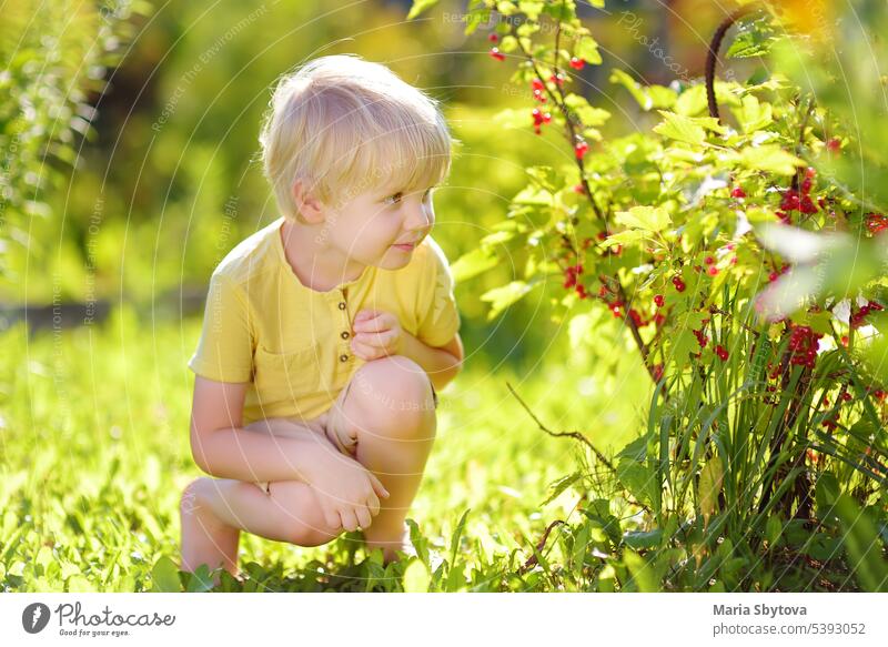 Kleiner Junge pflückt rote Johannisbeeren in einem Hausgarten an einem sonnigen Tag. Aktivitäten im Freien und Spaß für Kinder im Sommer. Beeren pflücken