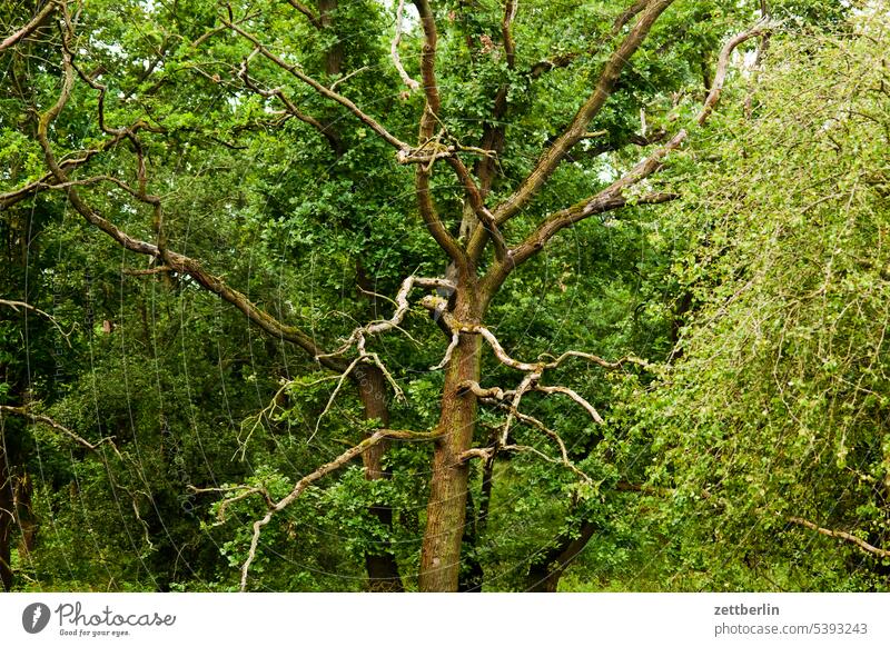 Baum ohne Blätter baum stamm ast zweig schaden waldschaden krone baumkrone vegetation natur laubwald grün park erholung sauerstoff sommer jahreszeit saison