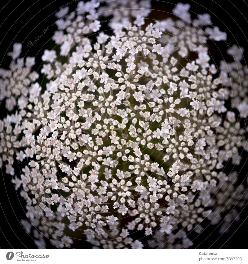 Blüte der Wilden Möhre Natur Flora Pflanze Doldenblütler (Apiaceae) Daucus carota Wilde Möhre Wildpflanze blühen Wiese Garten verblühen Wachstum Weiss