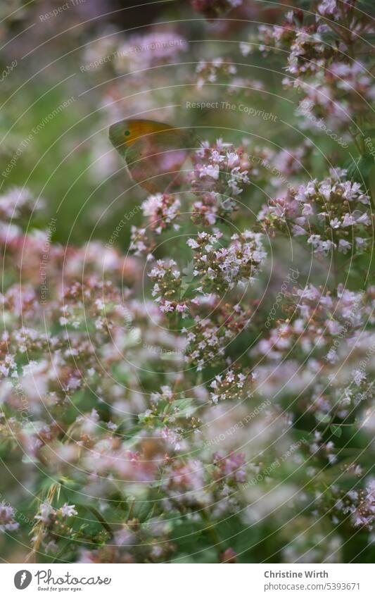 Schmetterling im wilden Majoran Wilder Majoran Blütenpflanze kräuter Natur Oreganoblüte Sommer Duft Garten Unschärfe Außenaufnahme Blühend Sonnenlicht