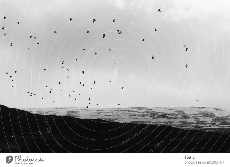Vögel fliegen über den Hügeln auf Island isländisch Vogelflug Vogelschwarm Vogelschar Vögel am Himmel felsig Schnee Felsformation Schneeschmelze Hügelseite