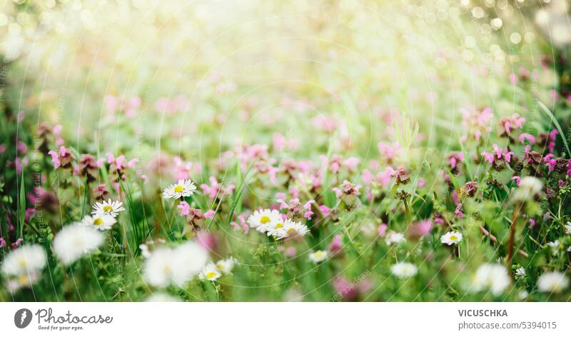 Sommer Natur Hintergrund mit Gänseblümchen und rosa Klee Blumen auf der Wiese, im Freien Margeriten Bokeh purpur Landschaft geblümt Überstrahlung Flora grün