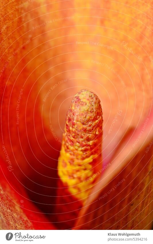 Kupferfarbene Calla, der Blick in den Blütenkelch zeigt die eigendliche Blüte den Kolben Blume elegant schön Detailaufnahme Pflanze Zantedeschia kupferfarbig