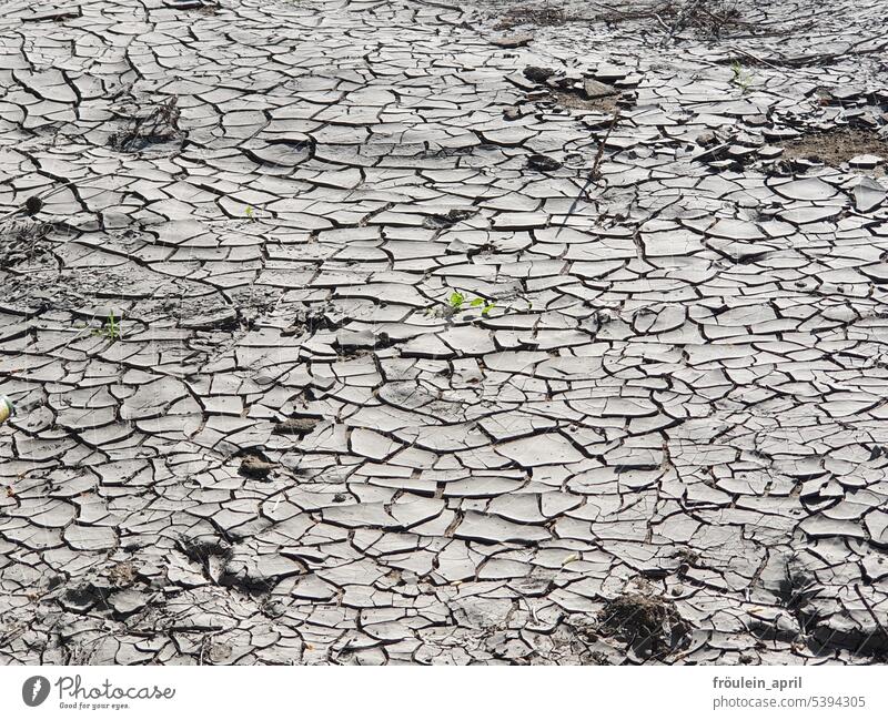 Splitter | aufgerissener trockener Erdboden Trockenheit Klima Umwelt Klimakatastrophe Klimawandel Erde Dürre Boden Natur Riss Oberfläche Sommer heiß austrocknen
