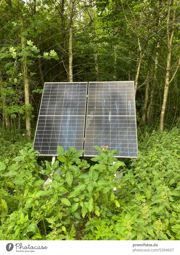 Energiewende: Eine Photovoltaikanlage (Solaranlage) im Wald zwischen Büschen und Blumen und vor Bäumen. Foto: Alexander Hauk Solarstrom Außenaufnahme Tageslicht