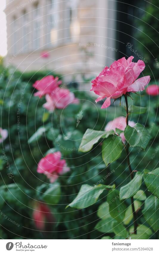 Rose in einem Bamberger Vorgarten Roséwein Garten vorgarten Vornehm schoen Perfektion rosa Grün Natur Park