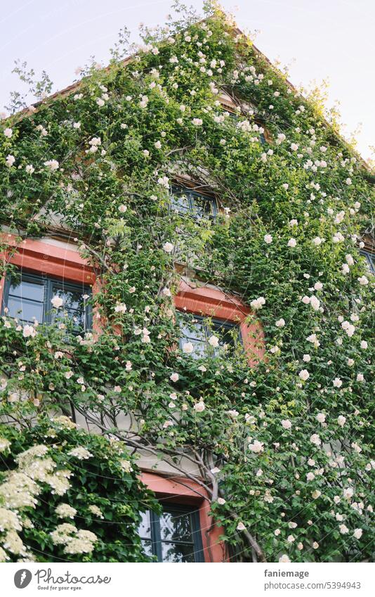 Haus mit blühenden Rosen ranken Bamberg romantisch Dornröschen märchen Blumen Blüten Pflanzen Sommer schmuck deko architektur Natur wachsen gedeihen