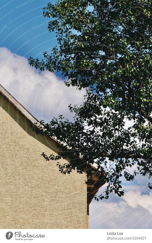 Dachschräge, blauer Himmel mit Wolken, grüne Zweige Tag Bauwerk Fassade Blauer Himmel hell urban Linien Stadt Gebäude Haus alt Mauer Schönes Wetter Wand Licht