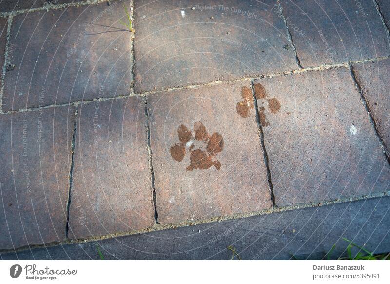 Nasse Hundepfotenabdrücke auf den Pflastersteinen Fußspur Textur Hintergrund Pfote drucken nass Muster Weg Straßenbelag Mark Oberfläche Stein abstrakt Beton
