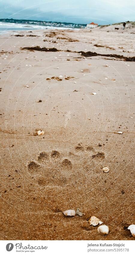 Pfotenabdruck eines Hundes im Sandstrand Küste Meer Wasser Strand Außenaufnahme Menschenleer Farbfoto Erholung Spuren Natur Sommer Landschaft Meeresstrand