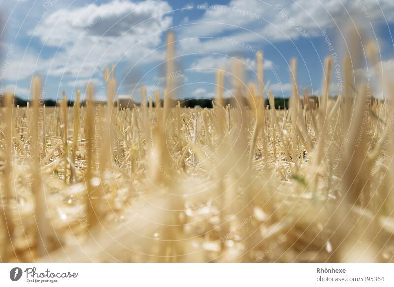 abgedroschenes Getreidefeld Landschaft Kornfeld Nutzpflanze Landwirtschaft Ernteeinsatz Sommer Außenaufnahme Ackerbau Feld Farbfoto Lebensmittel Pflanze