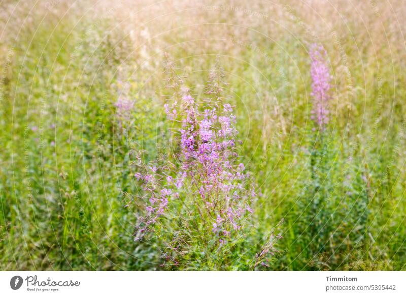 Flimmernde Hitzewiese Wiese Gräser Halme Blüten grün rosa Natur Naturschutzgebiet Sommer mehrfachbelichtung Farbfoto Menschenleer