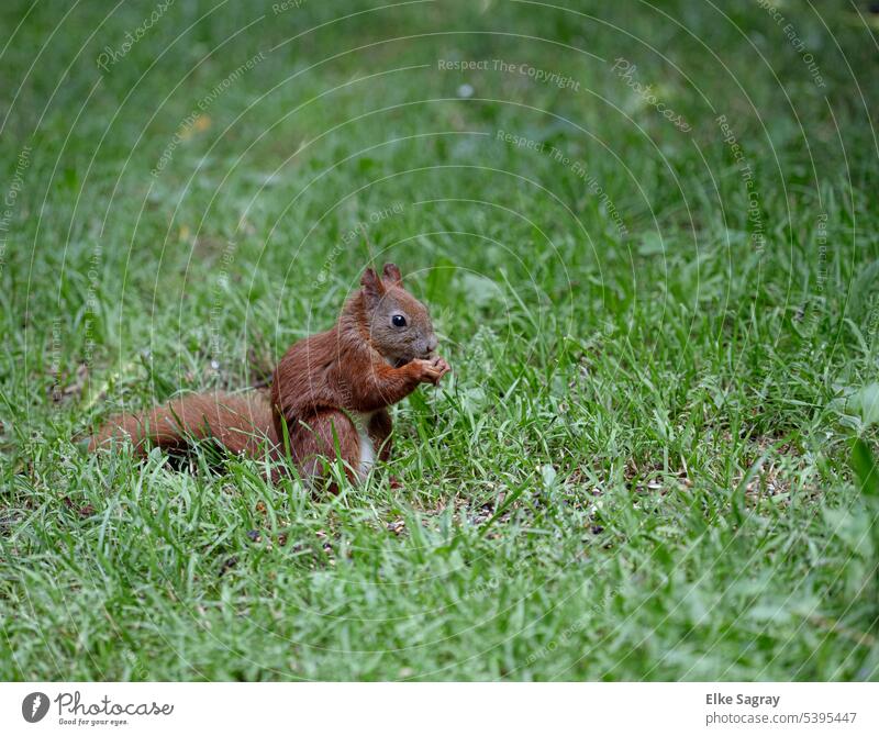 Eichhörnchen im Gras niedlich Wildtier Fell Menschenleer Nagetiere Tiergesicht Tierporträt Neugier beobachten Außenaufnahme Tierliebe aufmerksam Natur