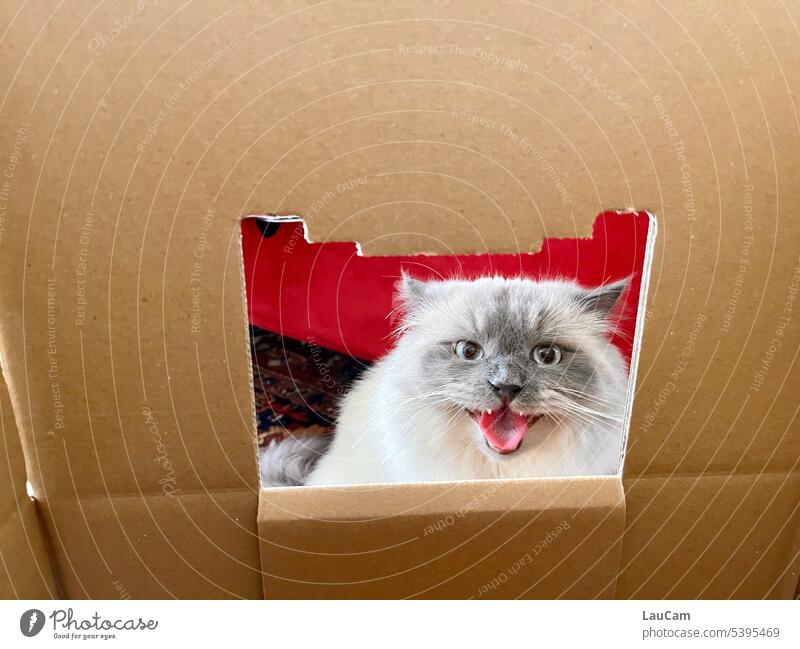 Umzug finde ich spitze! Katze Kater Umzugskarton Tierporträt Hauskatze Katzenkopf umziehen packen Haustier Tiergesicht niedlich Katzenauge Blick