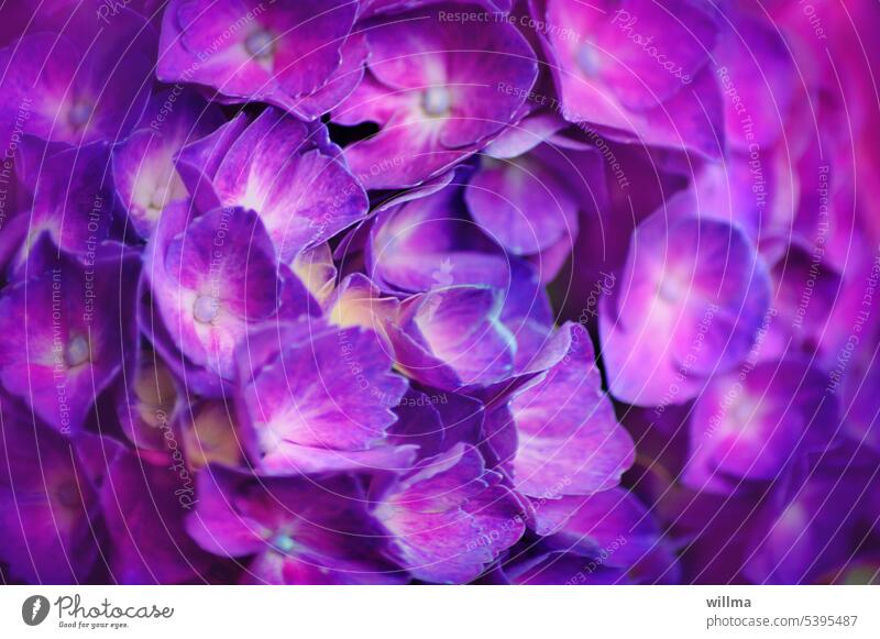 Hortensie. Für Zett. Hortensienblüte violett lila blühen Hydrangeaceae Zierstrauch Gartenhortensie blühend Blüte ästhetisch