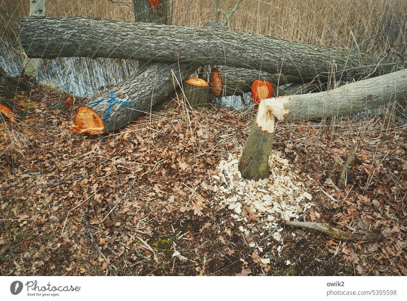 Mikado Baumstamm Abholzung Baum fällen Biberbiss Zerstörung Landschaft Außenaufnahme Natur Umwelt Schaden Farbfoto Forstwirtschaft Holzspäne Wildnis Tierwelt