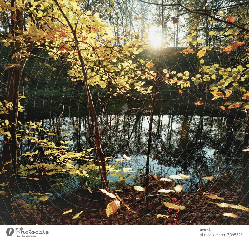 Wasserstand Wald Sonnenlicht Umwelt Herbst Laubfärbung Blatt Abend Kontrast draußen Ruhe Laubblätter Idylle friedlich Bäume zerbrechlich Wachstum Pflanze Natur