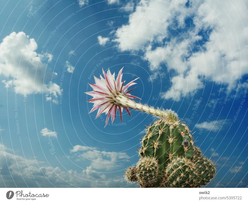 Tröte Kaktus Kaktusblüte Trompete Himmel Wolken Schönes Wetter stachelig außergewöhnlich Textfreiraum oben Textfreiraum unten hinausposaunen blühend